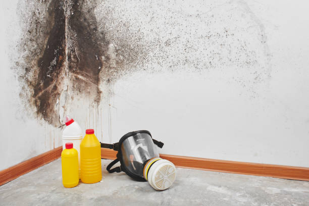  Columbia City, OR Mold Removal Pros