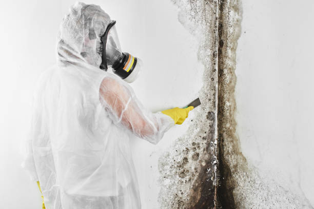 Best Commercial Mold Removal  in Columbia City, OR