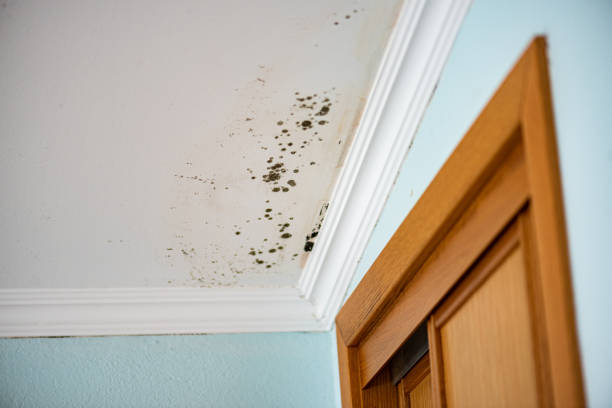 Best Mold Testing  in Columbia City, OR