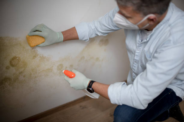 Best Mold Cleaning Services  in Columbia City, OR