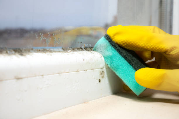 Best Fast Mold Removal  in Columbia City, OR