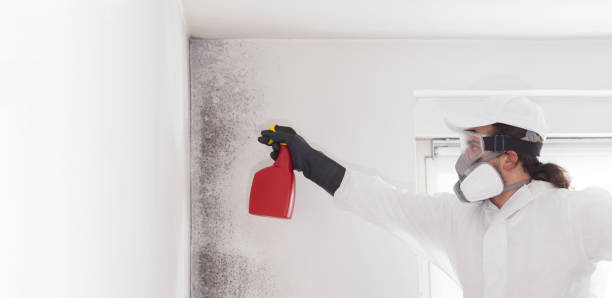 Best Attic Mold Removal  in Columbia City, OR