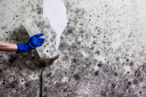 Best Black Mold Removal  in Columbia City, OR